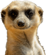 Meerkat-insight