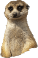 Meerkat Log